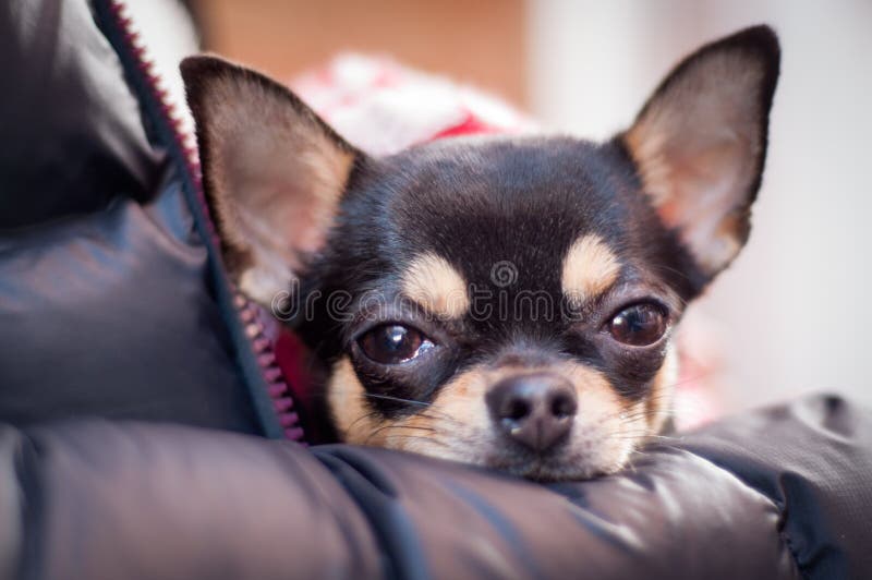 small dogs with big eyes