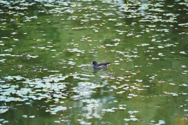 Tiny Black Duck Swimming in a Pond Water Alone Stock Image Image of