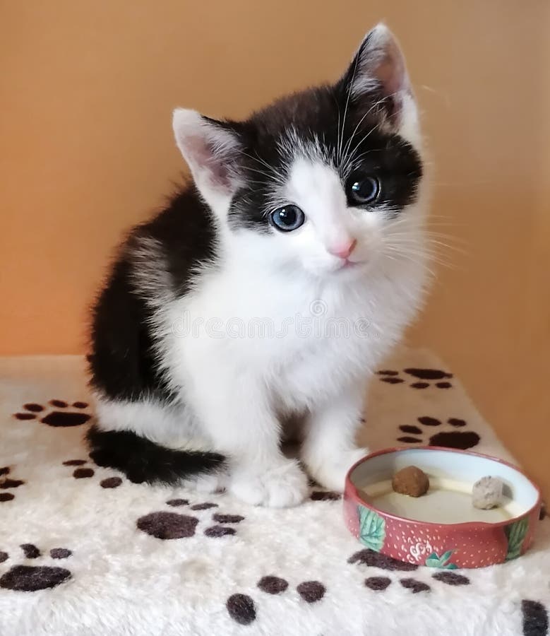 Tiny Black and White Cute Kitten. Stock Image Image of white, cute