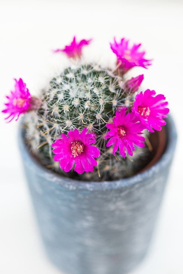 Tiny Blooming Cactus in the Pot royalty free stock photo