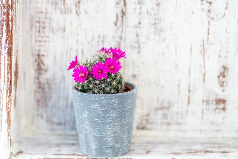 Tiny Blooming Cactus in the Pot stock photography