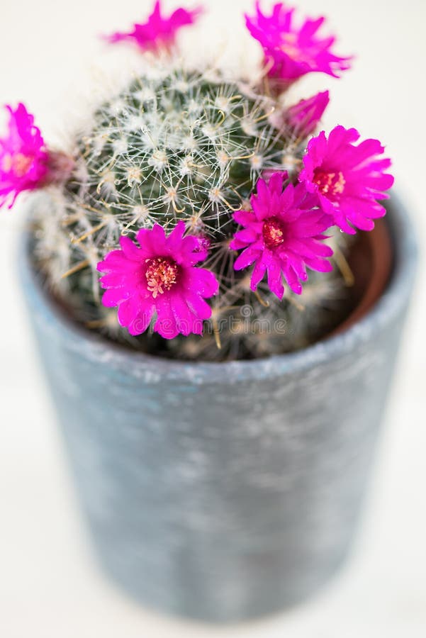 Tiny Blooming Cactus in the Pot royalty free stock images