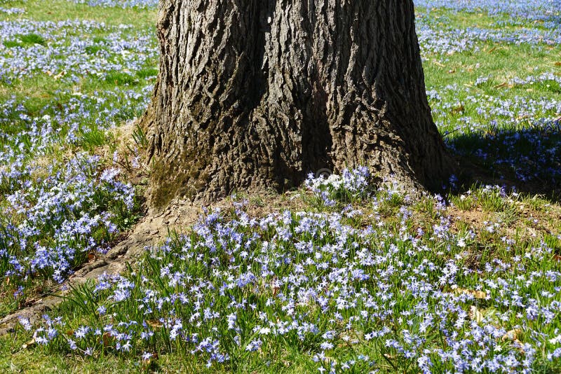 Tiny Blue Early Snow Glories Around a Tree Bark Blooming in the Spring