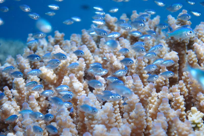 Piccolo nuovo nato blu pesci della barriera corallina.