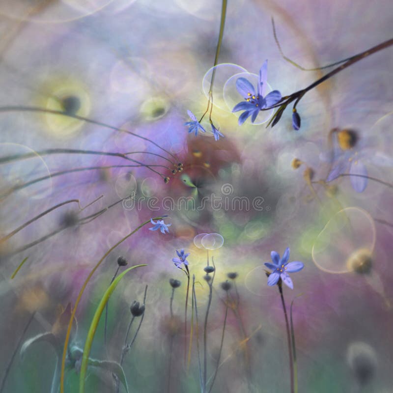 Tiny Blue Flowers in a Magical Garden. Nature Photography. Artistic photography royalty free stock image