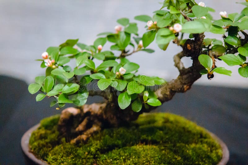 670 Bonsai Display Photos - Free & Royalty-Free Stock Photos from Dreamstime 670 Bonsai Display Photos - Free & Royalty-Free Stock Photos from Dreamstime