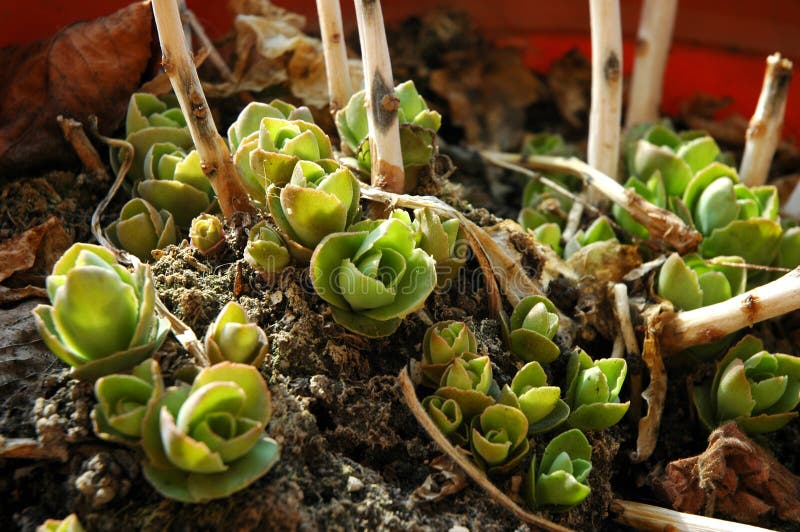 Tiny cacti flowers. stock images
