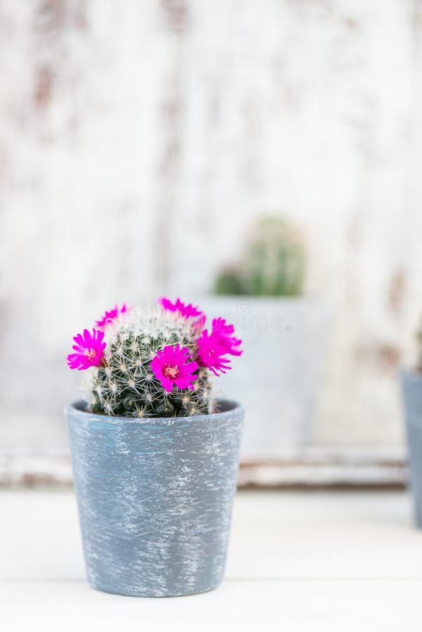 Tiny Cacti in the Pots on Light Background stock photography