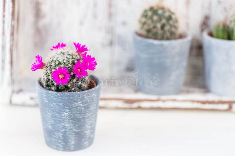 Tiny Cacti in the Pots on Light Background stock photography