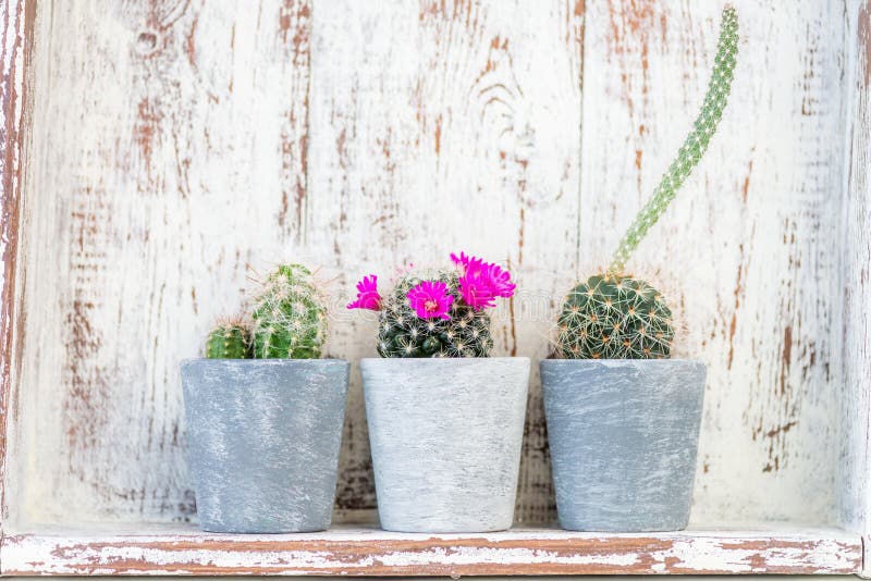 Tiny Cacti in the Pots on Light Background stock image