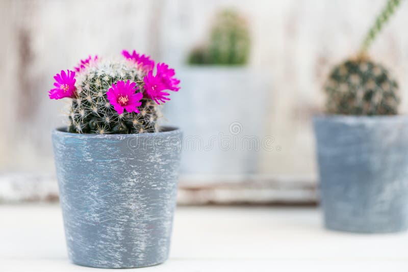 Tiny Cacti in the Pots on Light Background stock photos