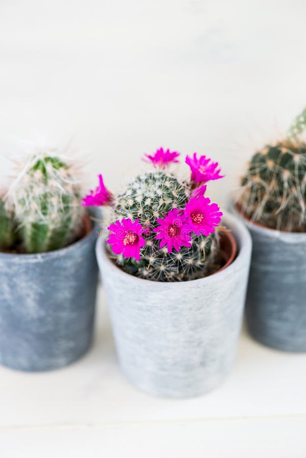 Tiny Cacti in the Pots on Light Background royalty free stock photography