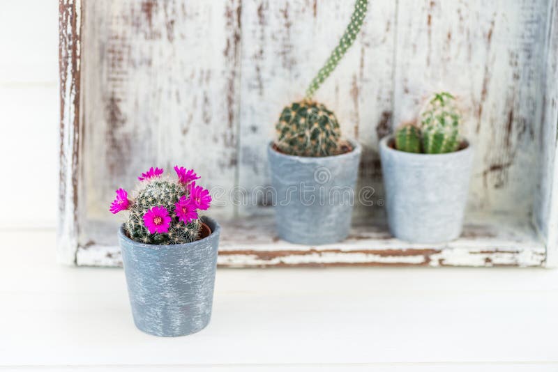 Tiny Cacti in the Pots on Light Background royalty free stock image
