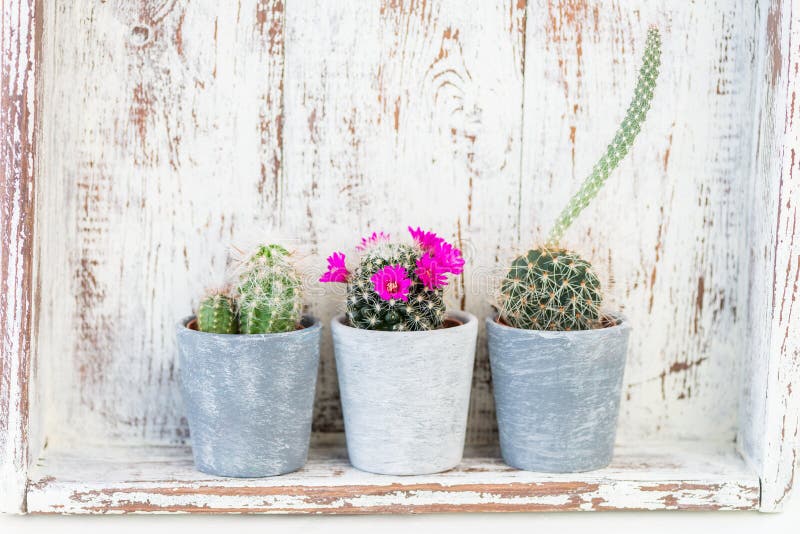 Tiny Cacti in the Pots on Light Background stock photo