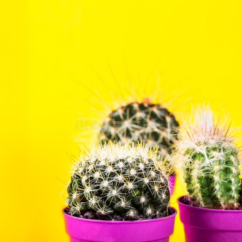 Tiny Cactus in the Pot on Bright Neon Background. Saturated Image Stock  Photo - Image of cactus, stylish: 113563678