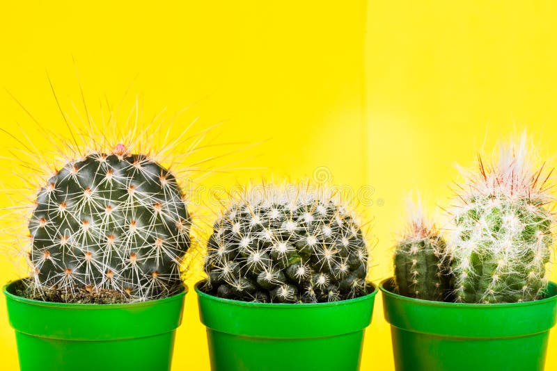 Tiny Cactus in the Pot on Bright Neon Background. Saturated Imag royalty free stock photo