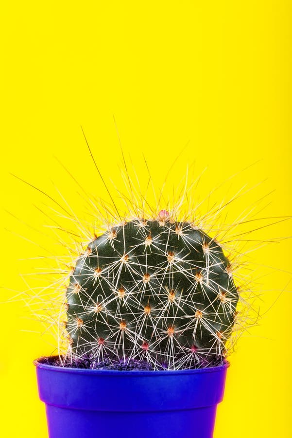Tiny Cactus in the Pot on Bright Neon Background. Saturated Imag stock images