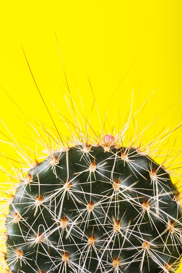 Tiny Cactus in the Pot on Bright Neon Background. Saturated Imag stock image