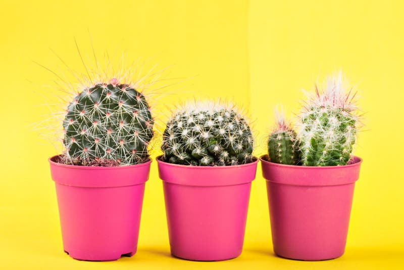Tiny Cactus in the Pot on Bright Neon Background. Saturated Imag royalty free stock images