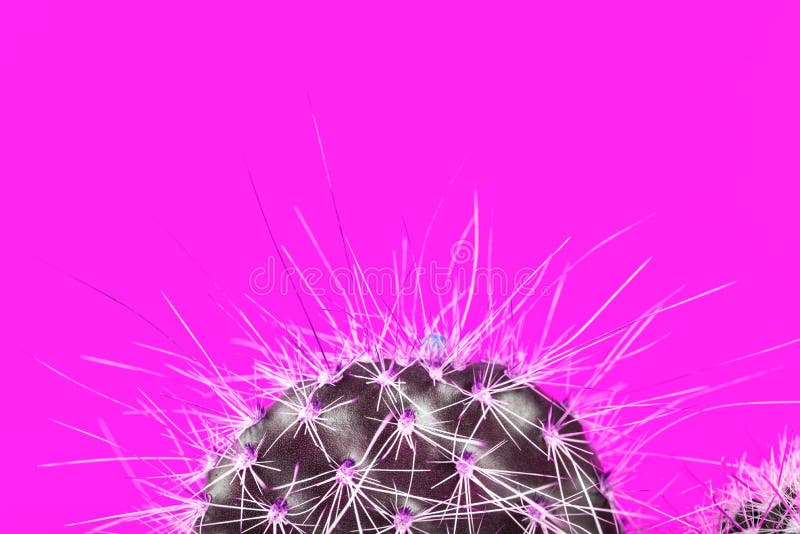 Tiny Cactus in the Pot on Bright Neon Background. Saturated Imag royalty free stock images