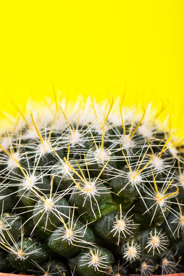 Tiny Cactus in the Pot on Bright Neon Background. Saturated Imag stock photos