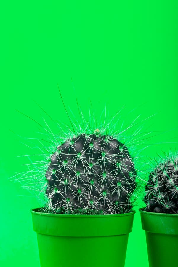Tiny Cactus in the Pot on Bright Neon Background. Saturated Imag stock image