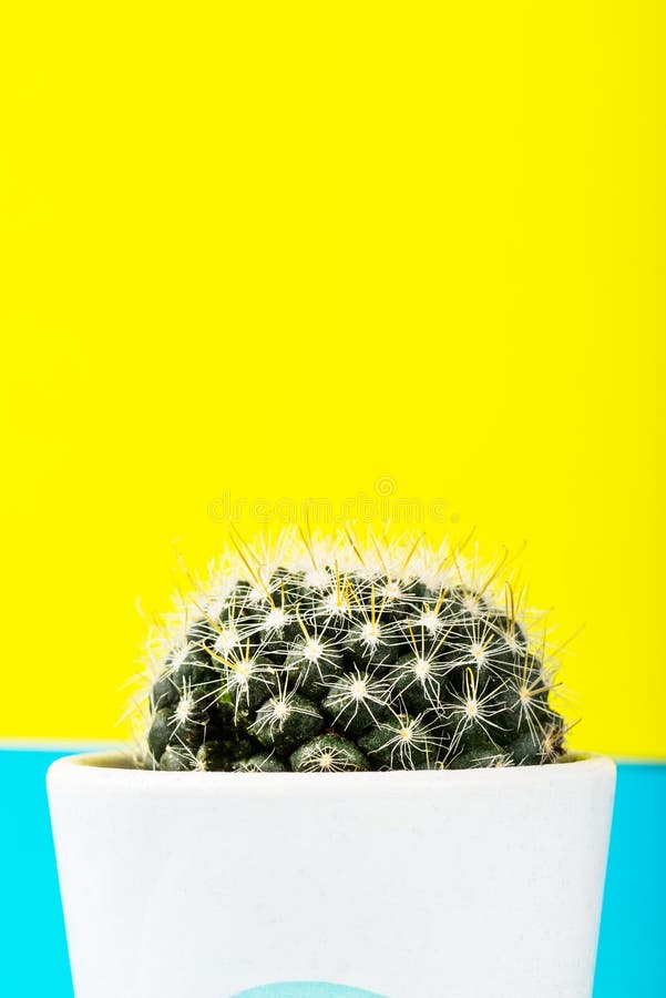Tiny Cactus in the Pot on Bright Neon Background. Saturated Imag royalty free stock photo