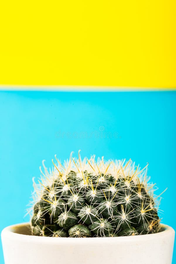 Tiny Cactus in the Pot on Bright Neon Background. Saturated Imag royalty free stock photos