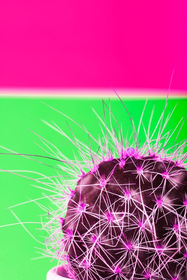Tiny Cactus in the Pot on Bright Neon Background. Saturated Imag stock photo