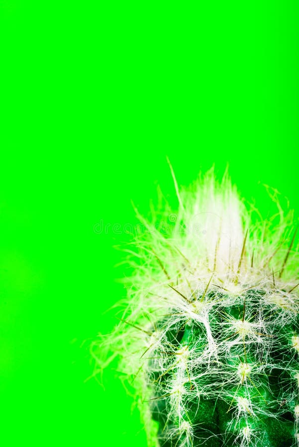 Tiny Cactus in the Pot on Bright Neon Background. Saturated Image stock photos