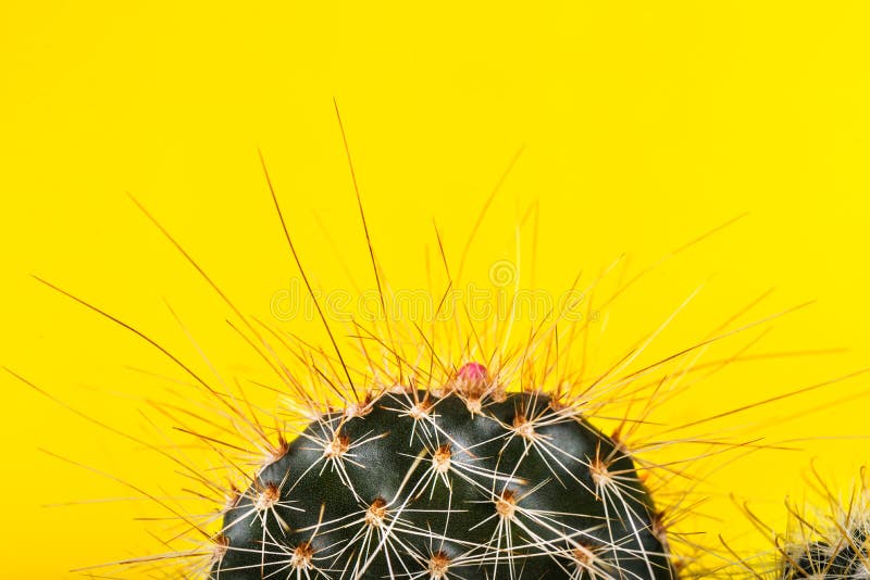 Tiny Cactus in the Pot on Bright Neon Background. Saturated Imag stock photography
