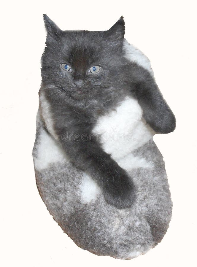 Tiny little cute black kitten in felt boot funny cat fluffy. Tiny little cute black kitten in felt boot funny cat fluffy