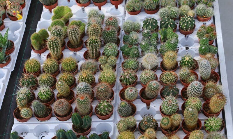 Tiny decorative cacti plants in pots for sale at the greenhouse royalty free stock image