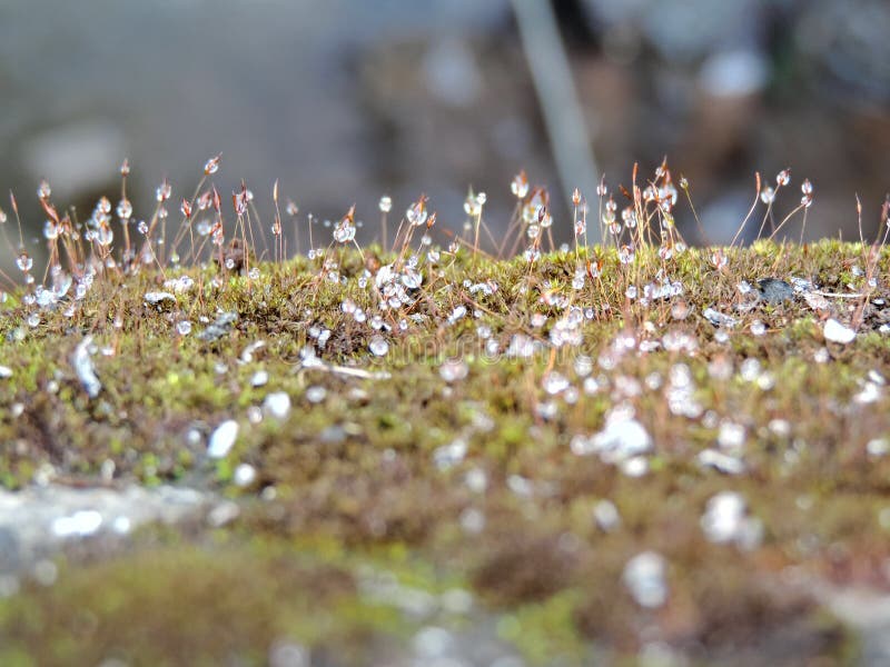 This picture captures tiny dew drops of water sparkling on green grass like beads. This picture captures tiny dew drops of water sparkling on green grass like beads.