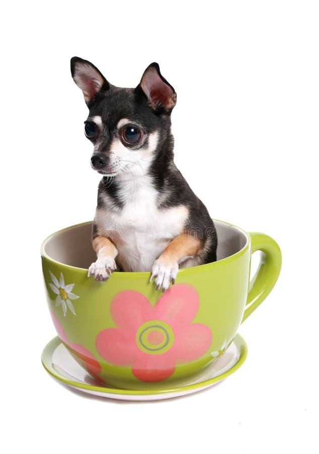 Tiny dog in big tea cup stock image. Image of colourful 2282747