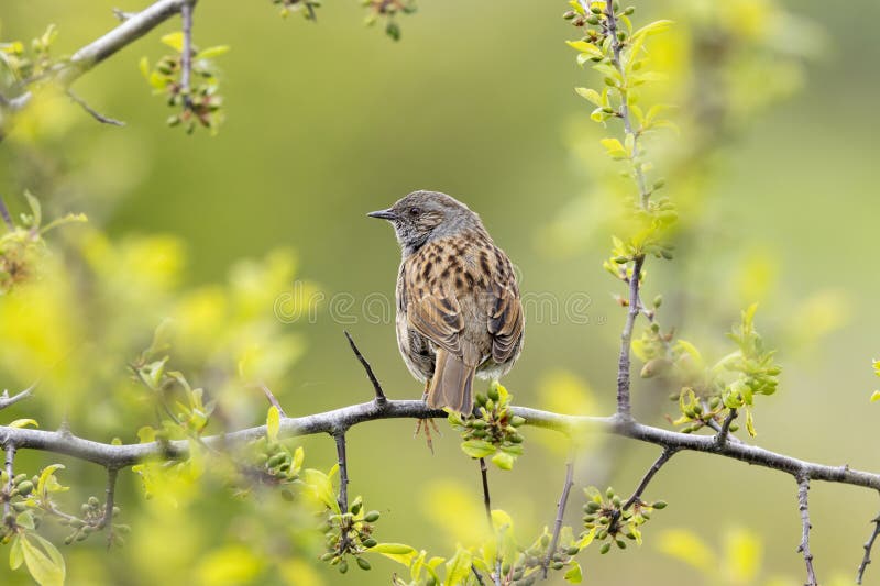 Tiny Dunnock perched on a tree branch with blurred backdrop royalty free stock image
