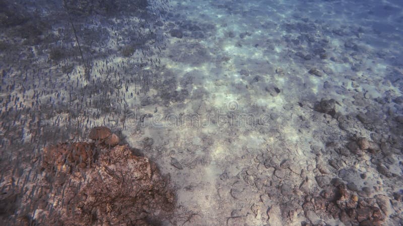 Tiny fish in sunlit sea water