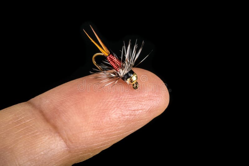 Tiny Fishing Fly on Finger Tip Isolated on Black Stock Image Image of