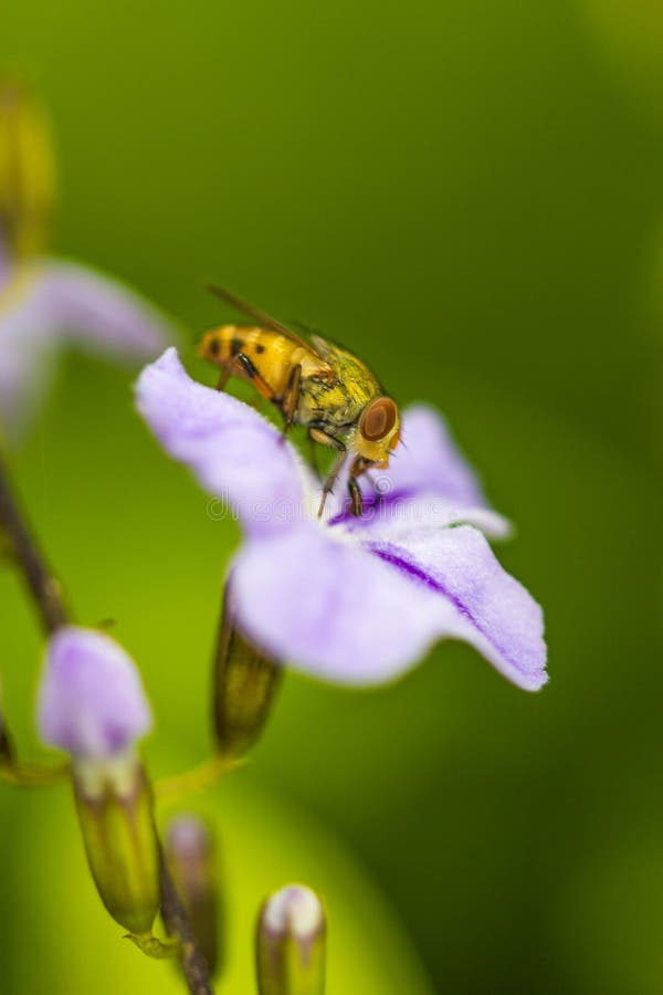 Tiny Flies on Purple Flower(Drosophila Melanogaster) Stock Image