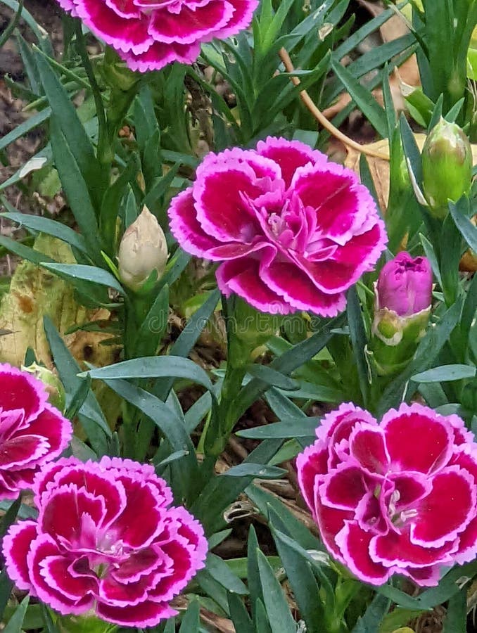 Tiny Flowers of Pink and Purple