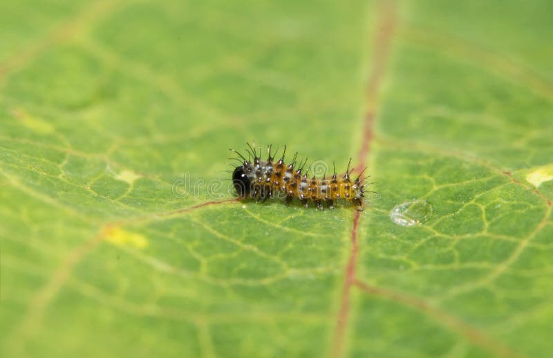 Tiny, freshly hatched, first instar Gulf Fritillary butterfly caterpillar, with the remains of his egg shell behind him on the leaf