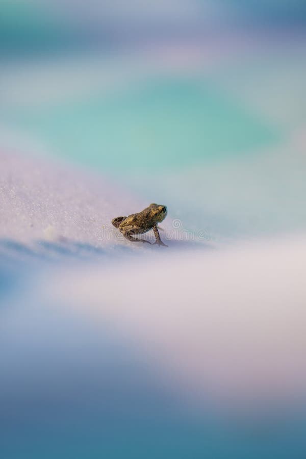tiny frog on soft pastel gradient surface..