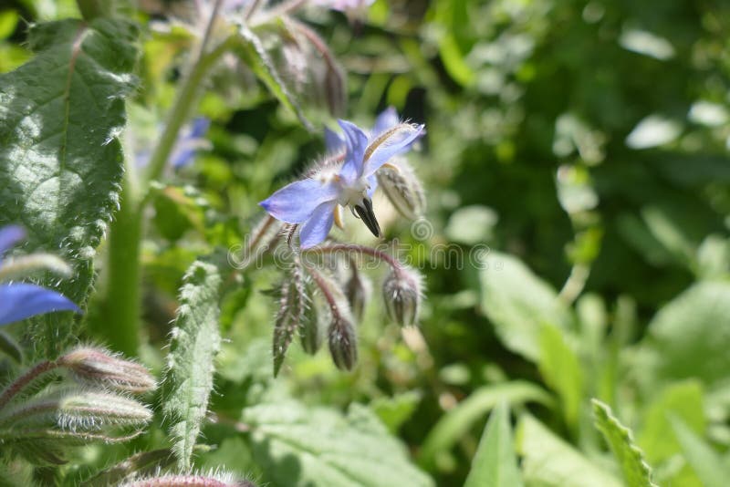 Tiny Fuzzy yet Edible Borage Flower Stock Photo Image of natural