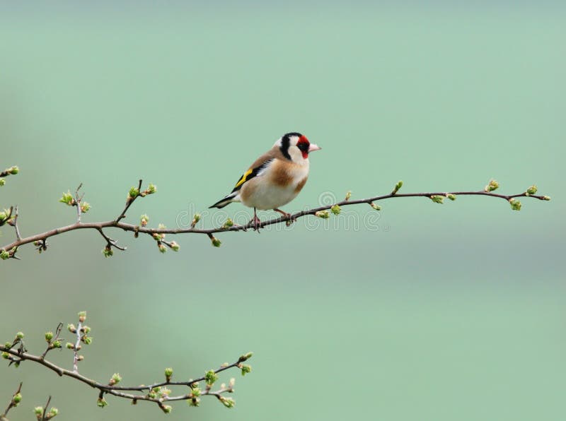 Goldfinch sitting on the branch of a hawthorn tree in spring, against a pastel turquoise background. Soft feathered stock images, royalty-free photos and pictures