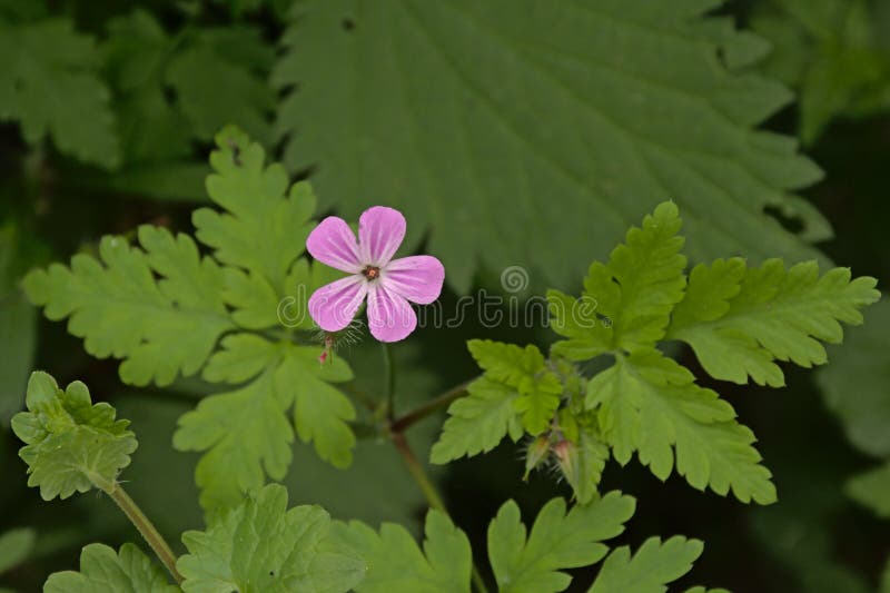Tiny HerbRobert Flowers Geranium Robertianum Selective Focus. Stock Image Image of