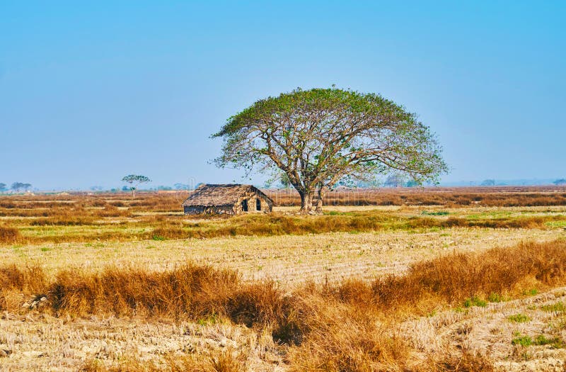 Umbrella-shaped Tree, Bago Region, Myanmar Stock Image - Image of ...