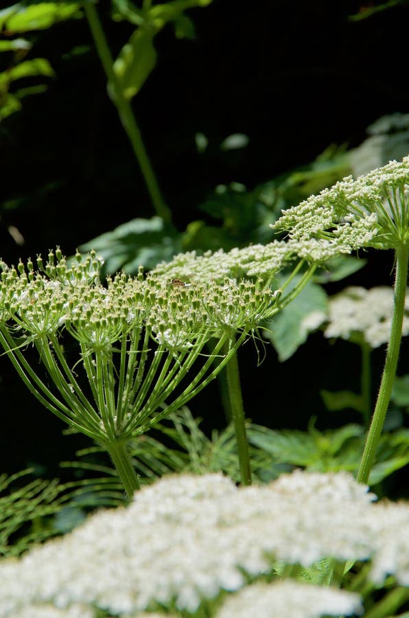 Tiny hover fly sits on the umbel of cow parsnip in the spring sun