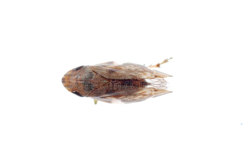 Tiny insect leafhopper