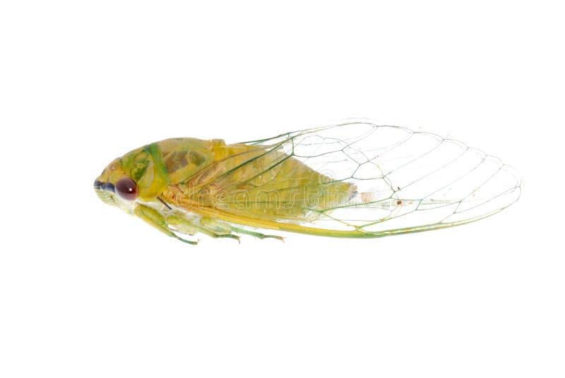 Tiny insect yellow cicada macro isolated