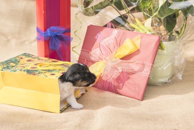 Tiny Jack Russell Terrier puppy dog is in the midst of many gifts stock photography Tiny Jack Russell Terrier puppy dog is in the midst of many gifts stock photography